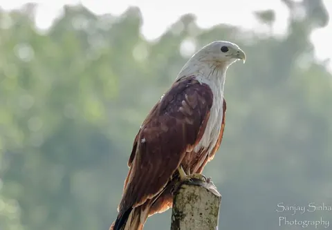 Brahminy kite perched on a post beside the Poovar backwaters