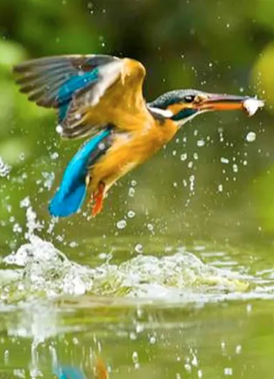 Kingfisher diving for fish in the Poovar backwaters