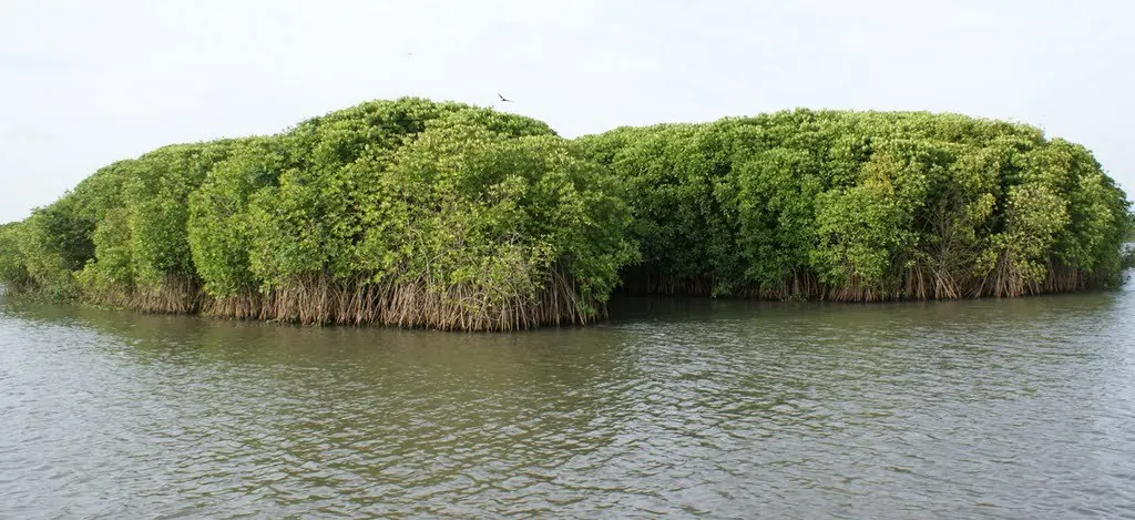 Mangrove island in the Neyyar river at Poovar