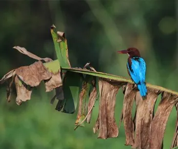 White-throated kingfisher perched on a palm leaf during a Poovar motor boat tour