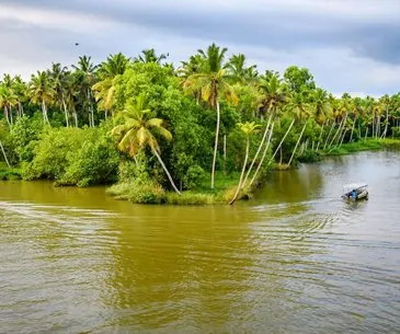 Coconut-palm covered Poovar island surrounded by backwaters