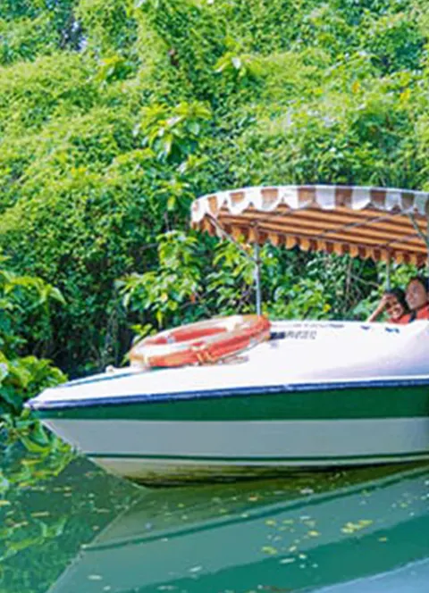 Speed boat moored in a green mangrove canal in Poovar